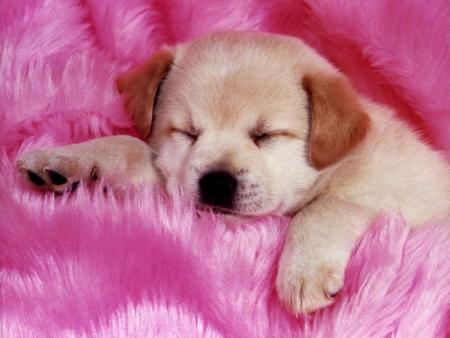 labrador